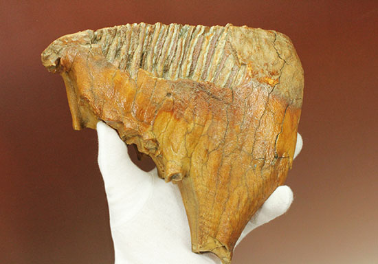 パーフェクトコレクション！歯冠だけでなく歯根も堪能できるウーリーマンモスの歯化石のパーフェクトコレクション（その5）