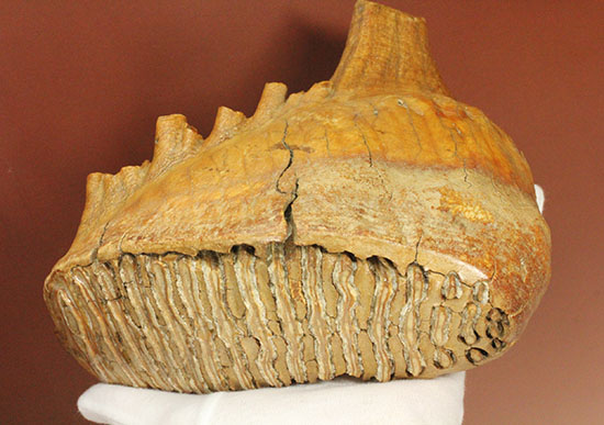 パーフェクトコレクション！歯冠だけでなく歯根も堪能できるウーリーマンモスの歯化石のパーフェクトコレクション（その7）