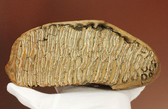 パーフェクトコレクション！歯冠だけでなく歯根も堪能できるウーリーマンモスの歯化石のパーフェクトコレクション/新生代第四紀（260万年前 -- 現在）【ot857】