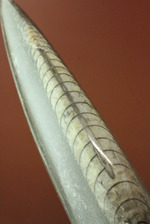 デボン紀の頭足類、直角貝オルソセラス(Orthoceras)