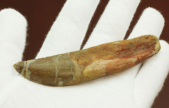 レア!ほぼ末端まで歯根が保存された、希少なカルカロドントサウルスの歯化石(その11)