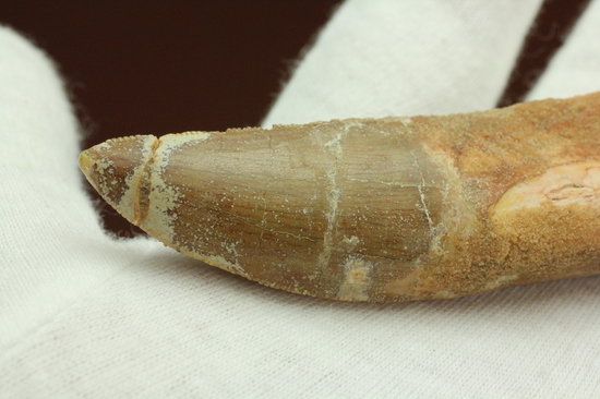 レア!ほぼ末端まで歯根が保存された、希少なカルカロドントサウルスの歯化石(その12)