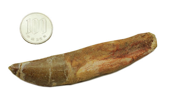 レア！ほぼ末端まで歯根が保存された、希少なカルカロドントサウルスの歯化石（その16）