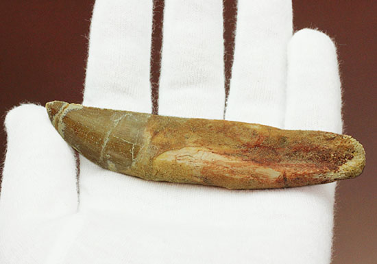 レア!ほぼ末端まで歯根が保存された、希少なカルカロドントサウルスの歯化石(その2)