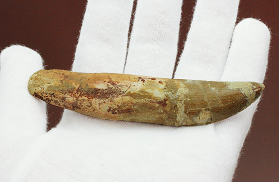 レア!ほぼ末端まで歯根が保存された、希少なカルカロドントサウルスの歯化石(その3)