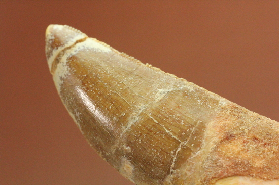 レア！ほぼ末端まで歯根が保存された、希少なカルカロドントサウルスの歯化石（その7）