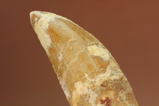 レア！ほぼ末端まで歯根が保存された、希少なカルカロドントサウルスの歯化石（その8）