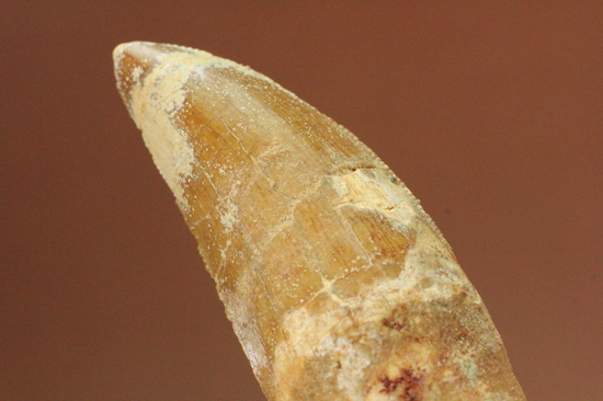 レア!ほぼ末端まで歯根が保存された、希少なカルカロドントサウルスの歯化石(その8)