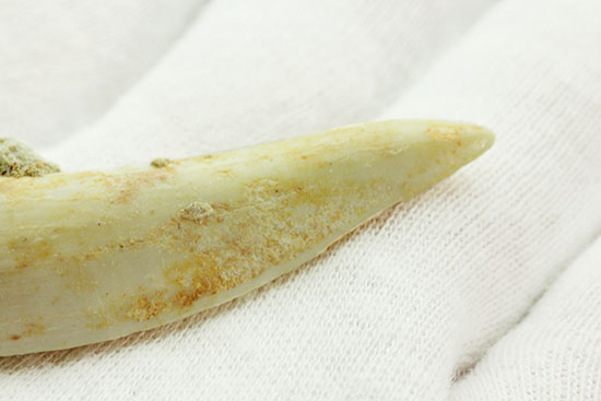 こんなに鋭くていいのでしょうか・・・古代魚エンコダスの歯化石(乱杭歯)(その10)