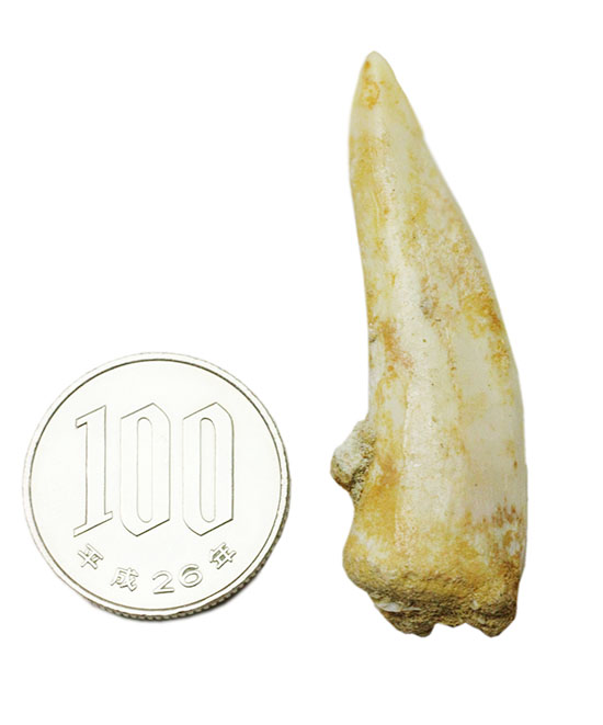 こんなに鋭くていいのでしょうか・・・古代魚エンコダスの歯化石(乱杭歯)(その12)