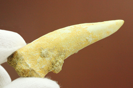 こんなに鋭くていいのでしょうか・・・古代魚エンコダスの歯化石(乱杭歯)(その2)