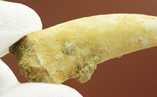 こんなに鋭くていいのでしょうか・・・古代魚エンコダスの歯化石(乱杭歯)(その3)