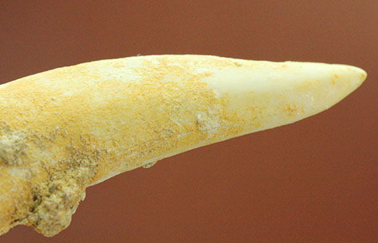 こんなに鋭くていいのでしょうか・・・古代魚エンコダスの歯化石(乱杭歯)(その4)