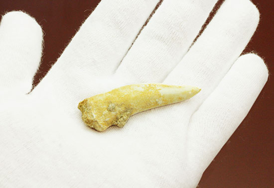 こんなに鋭くていいのでしょうか・・・古代魚エンコダスの歯化石(乱杭歯)(その5)