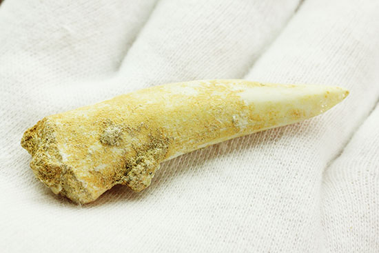 こんなに鋭くていいのでしょうか・・・古代魚エンコダスの歯化石(乱杭歯)(その6)