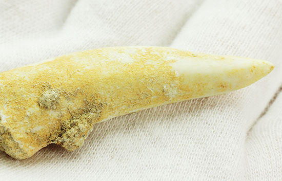 こんなに鋭くていいのでしょうか・・・古代魚エンコダスの歯化石(乱杭歯)(その7)