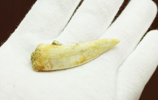 こんなに鋭くていいのでしょうか・・・古代魚エンコダスの歯化石(乱杭歯)(その8)