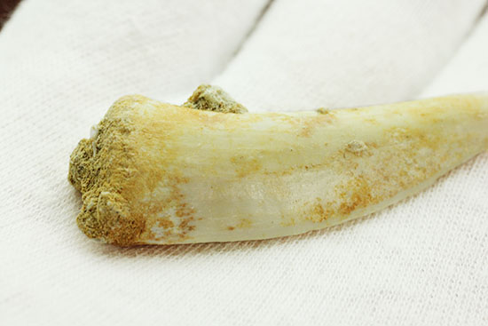 こんなに鋭くていいのでしょうか・・・古代魚エンコダスの歯化石(乱杭歯)(その9)