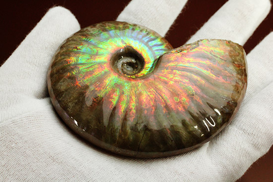 これはジェムだ!宝石のごとく輝く!マダガスカル産イリデッセンス(iridescence)アンモナイト(その3)