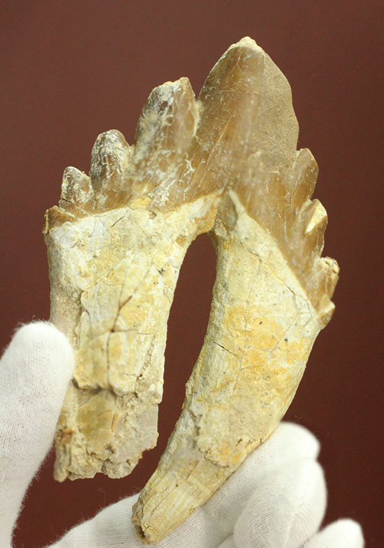 新生代の海中に生息していたモンスター、原始クジラ「ドルドン」の歯化石（その1）