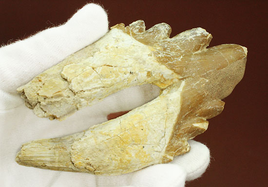 新生代の海中に生息していたモンスター、原始クジラ「ドルドン」の歯化石（その11）