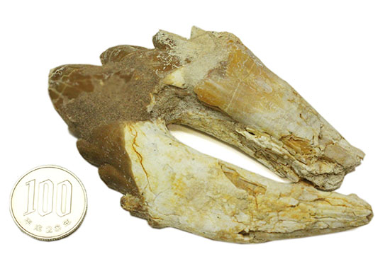 新生代の海中に生息していたモンスター、原始クジラ「ドルドン」の歯化石（その12）