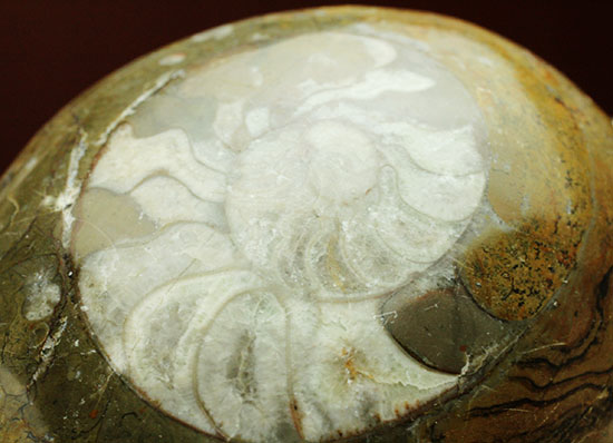ボリュームのある初期型アンモナイト、ゴニアタイトポリッシュ標本/古生代デボン紀（4億1000万 -- 3億6700万年前）【an1052】