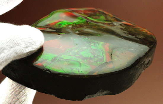 化石で唯一宝石として認定されているアンモライトの大型ピース。濃い赤と緑を堪能できます。（その10）