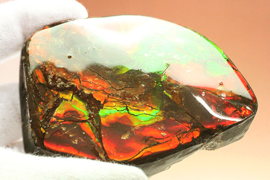 化石で唯一宝石として認定されているアンモライトの大型ピース。濃い赤と緑を堪能できます。（その11）