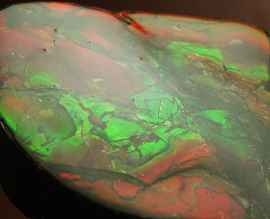 化石で唯一宝石として認定されているアンモライトの大型ピース。濃い赤と緑を堪能できます。（その13）
