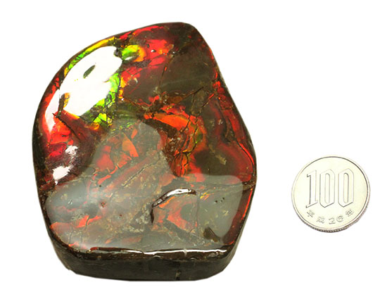 化石で唯一宝石として認定されているアンモライトの大型ピース。濃い赤と緑を堪能できます。（その14）