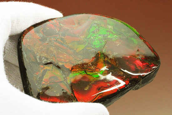 化石で唯一宝石として認定されているアンモライトの大型ピース。濃い赤と緑を堪能できます。/中生代白亜紀（1億3500万 -- 6500万年前）【al156】