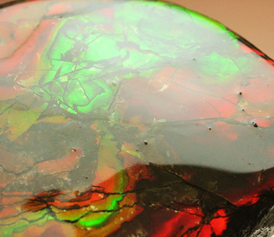 化石で唯一宝石として認定されているアンモライトの大型ピース。濃い赤と緑を堪能できます。（その6）