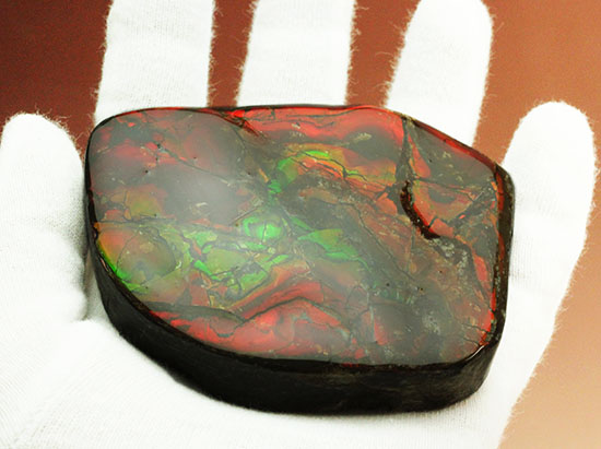 化石で唯一宝石として認定されているアンモライトの大型ピース。濃い赤と緑を堪能できます。（その8）