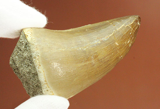これぞ、王者のプロポーション！極太の歯根を有するモササウルスの歯化石/中生代白亜紀（1億3500万 -- 6500万年前）【ot866】
