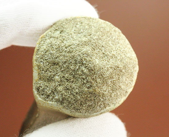 これぞ、王者のプロポーション!極太の歯根を有するモササウルスの歯化石(その5)