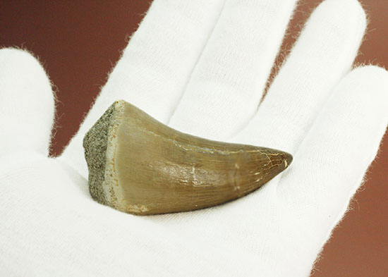 これぞ、王者のプロポーション！極太の歯根を有するモササウルスの歯化石（その7）