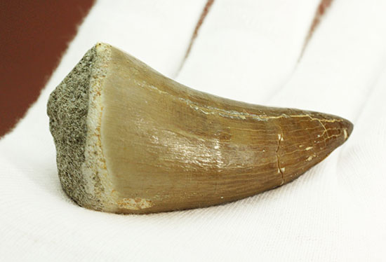 これぞ、王者のプロポーション！極太の歯根を有するモササウルスの歯化石（その8）