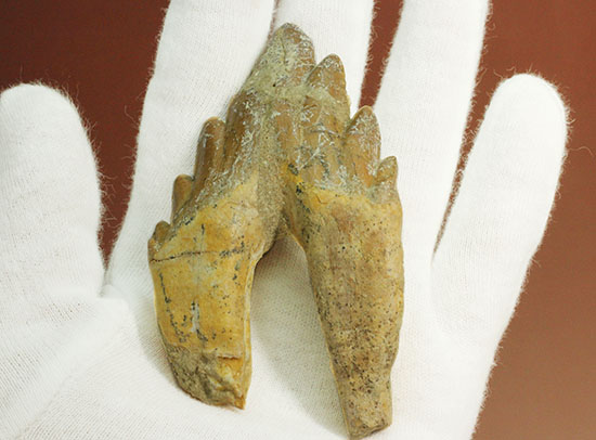 ほぼパーフェクト！原始クジラ「ドルドン」のミドルセクションの歯化石。/新生代（6500万年前 -- 現在）【ot869】