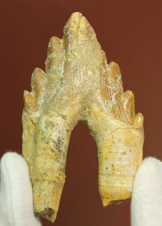 ほぼパーフェクト！原始クジラ「ドルドン」のミドルセクションの歯化石。/新生代（6500万年前 -- 現在）【ot869】