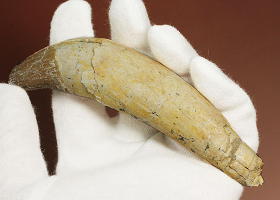恐ろしい原始クジラ「ドルドン」の前歯の化石。古代にはこんな怖いクジラがいた！（その3）