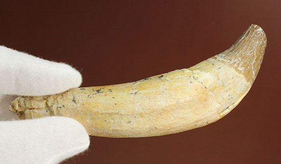 恐ろしい原始クジラ「ドルドン」の前歯の化石。古代にはこんな怖いクジラがいた！/新生代（6500万年前 -- 現在）【ot870】