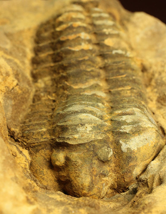 教育的標本としても！三葉虫のノジュール標本、カリメネ/古生代オルドビス紀（5億500万 -- 4億4600万年前）【tr493】