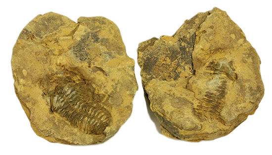 教育的標本としても!三葉虫のノジュール標本、カリメネ(その4)
