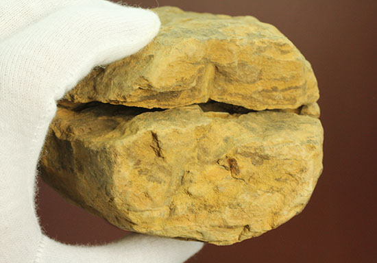教育的標本としても!三葉虫のノジュール標本、カリメネ(その6)