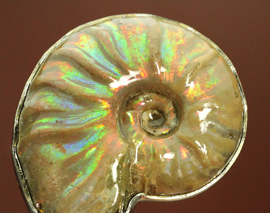 宝石のような美しいイリデッセンス（iridescence）アンモナイトを使用したペンダント（高級ジュエリーケース付）/中生代白亜紀（1億3500万 -- 6500万年前）【an1057】