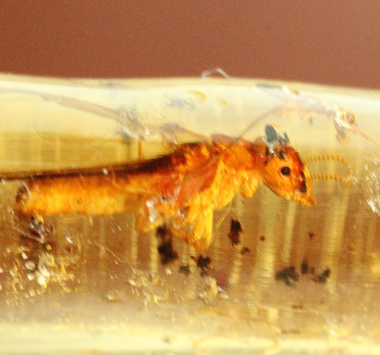虫の触角がはっきりと確認できる、ショッキングな1本。マダガスカル産コーパル化石(Copal)(その11)