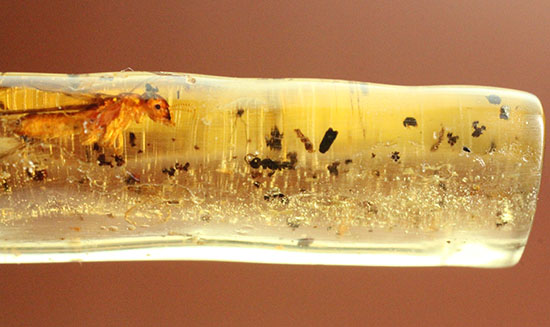 虫の触角がはっきりと確認できる、ショッキングな１本。マダガスカル産コーパル化石(Copal)（その12）
