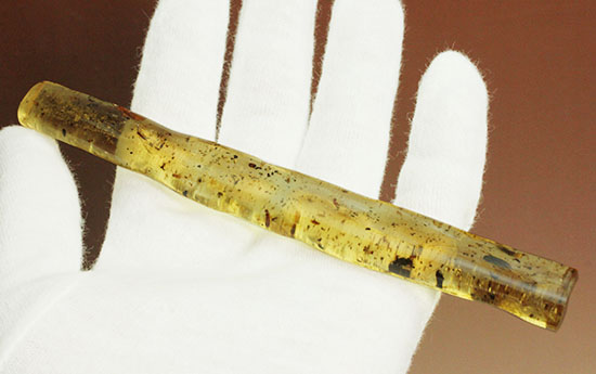 虫の触角がはっきりと確認できる、ショッキングな1本。マダガスカル産コーパル化石(Copal)(その2)