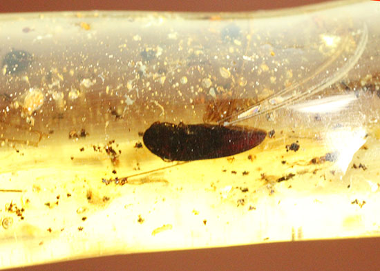 虫の触角がはっきりと確認できる、ショッキングな1本。マダガスカル産コーパル化石(Copal)(その5)